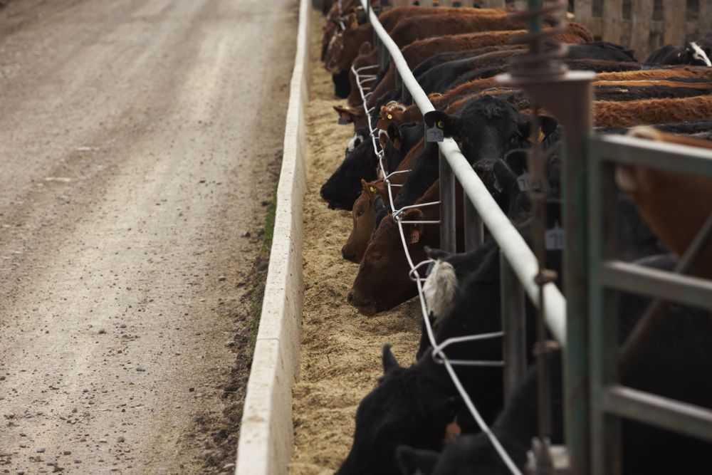 (Photo courtesy Canada Beef Inc.)
