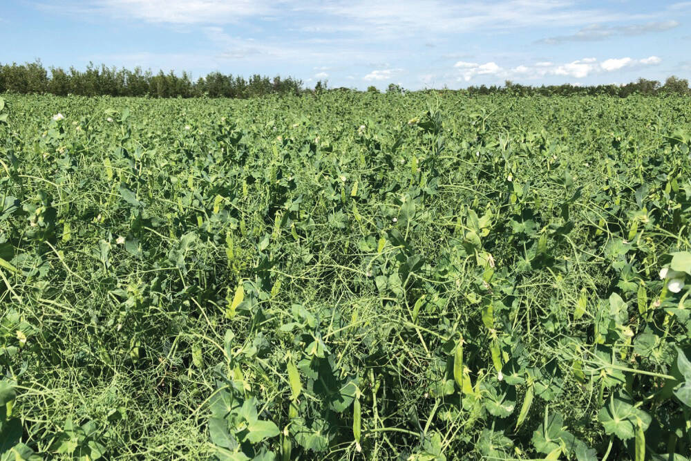 Field pea crop.