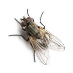 Dirty Common housefly viewed from up high, Musca domestica, isolated on white.