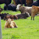 Beef cattle graze on a pasture north of Ninette, in western Manitoba on Canada Day 2024. PHOTO: Alexis Stockford
