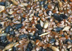 Manitoba cereals fight ergot