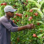 Courtney Davis of Jamaica has applied for his permanent residency with the help of Amanda and Hayden Dooney, owners of Suncrest Orchards in Norfolk County, where Davis works year-round.