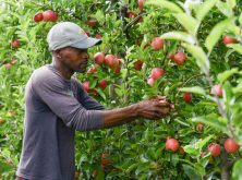 Courtney Davis of Jamaica has applied for his permanent residency with the help of Amanda and Hayden Dooney, owners of Suncrest Orchards in Norfolk County, where Davis works year-round.