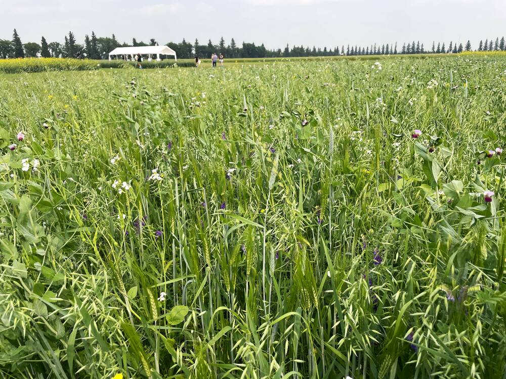 Diversity key to strong cover crops