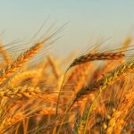 Close-up shot of wheat