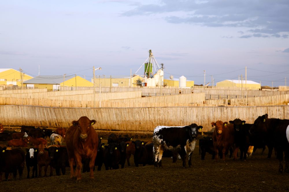 (Photo courtesy Canada Beef Inc.)
