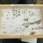 Creating a pro-pollinator farm