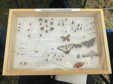 Creating a pro-pollinator farm