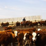 Scott Anderson of Winnipeg Livestock Sales says that the weather will likely extend grazing season. 