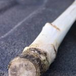 The growing threat of verticillium stripe