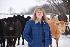 Dr. Cheryl Waldner standing in front of a herd of cattle.