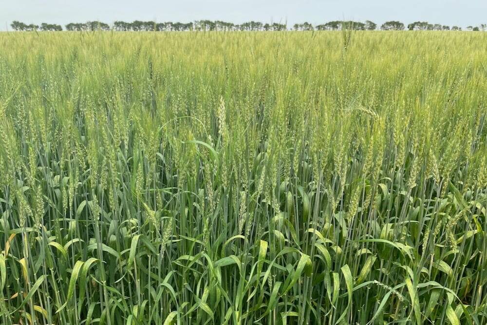 Why rain turns into raining cats and dogs