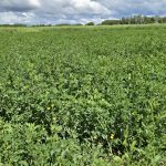 The study focuses on the effects of both a nurse crop and application of starter phosphorus with the goal of helping producers achieve better long-term growth and higher yields.