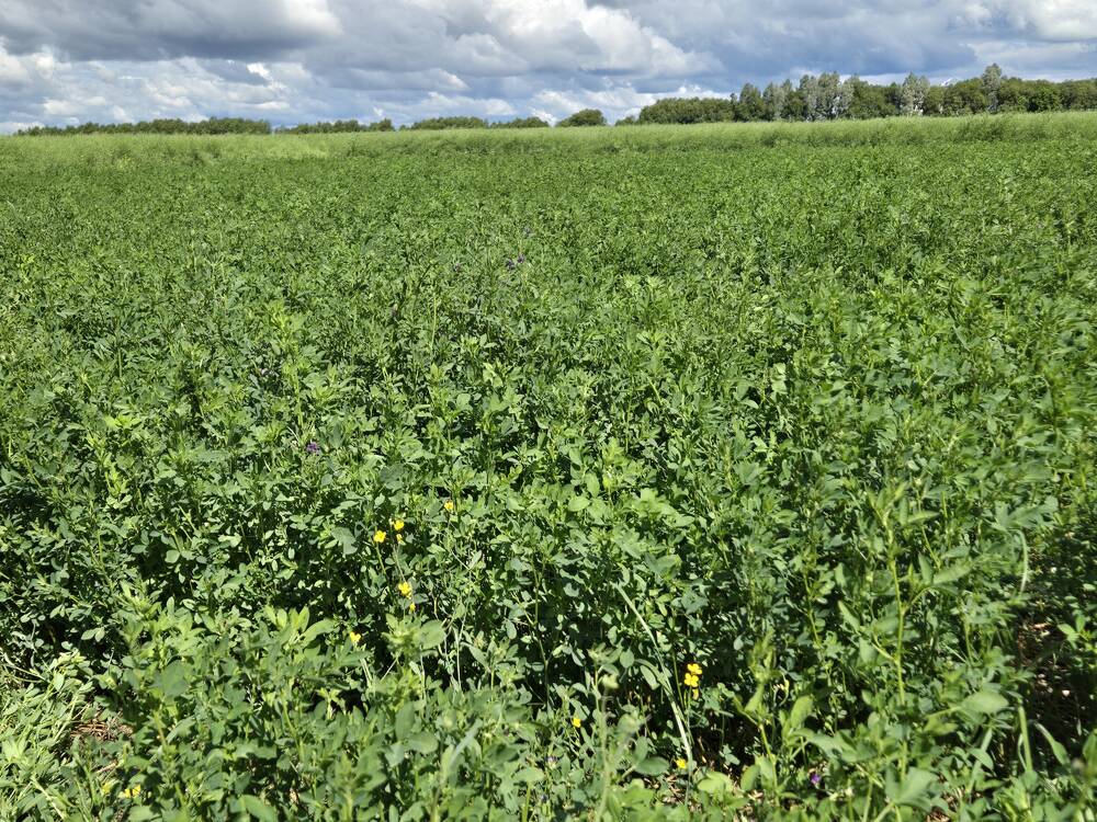 The study focuses on the effects of both a nurse crop and application of starter phosphorus with the goal of helping producers achieve better long-term growth and higher yields.