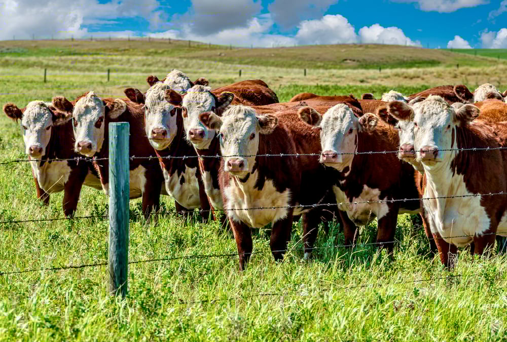Mike McMorris of the Livestock Research Innovation Corporation says the livestock industry needs far better surveillance to detect disease earlier.