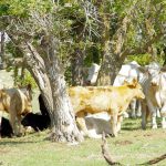 Cattle graze north of Deerwood in September 2023. PHOTO: ALEXIS STOCKFORD
