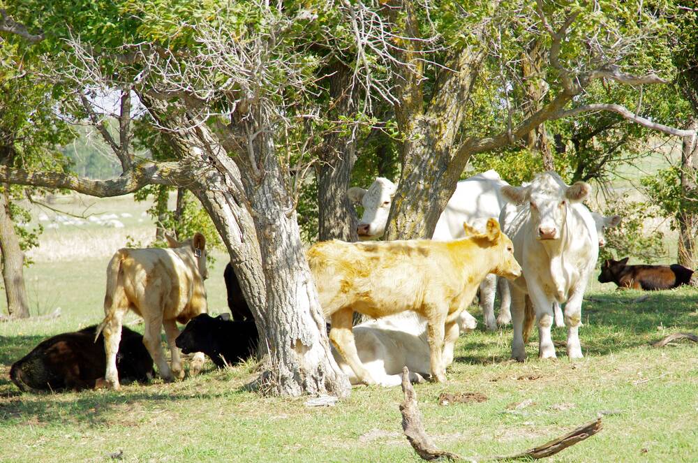 Cattle graze north of Deerwood in September 2023. PHOTO: ALEXIS STOCKFORD
