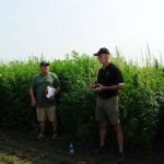 Mapping the genetic progress of hemp