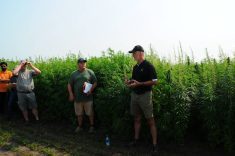 Mapping the genetic progress of hemp