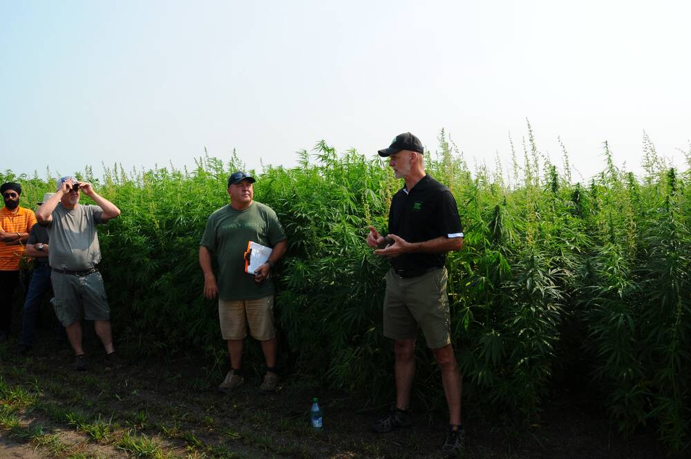 Mapping the genetic progress of hemp
