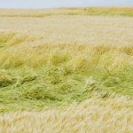 Late-season lodging flattens Manitoba cereals