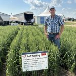 AAC Westking vies for wheat crown