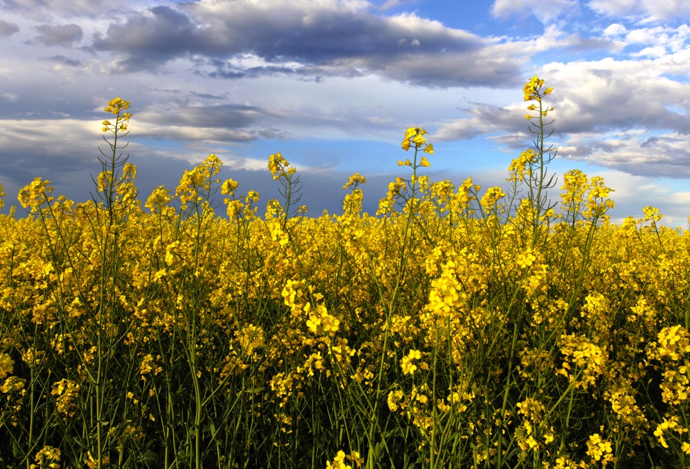 The latest model-based production estimates from Statistics Canada shows downward revisions in both canola and wheat production from the August report. Photo: Thinkstock
