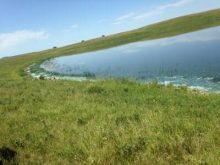 Watch dugouts for toxic cyanobacteria