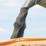 Analyst confident canola can weather anti-dumping storm