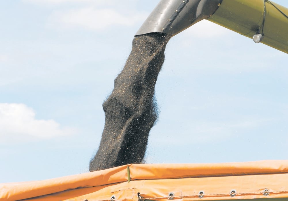 Analyst confident canola can weather anti-dumping storm