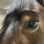 Head shaking in horses: How serious is it?