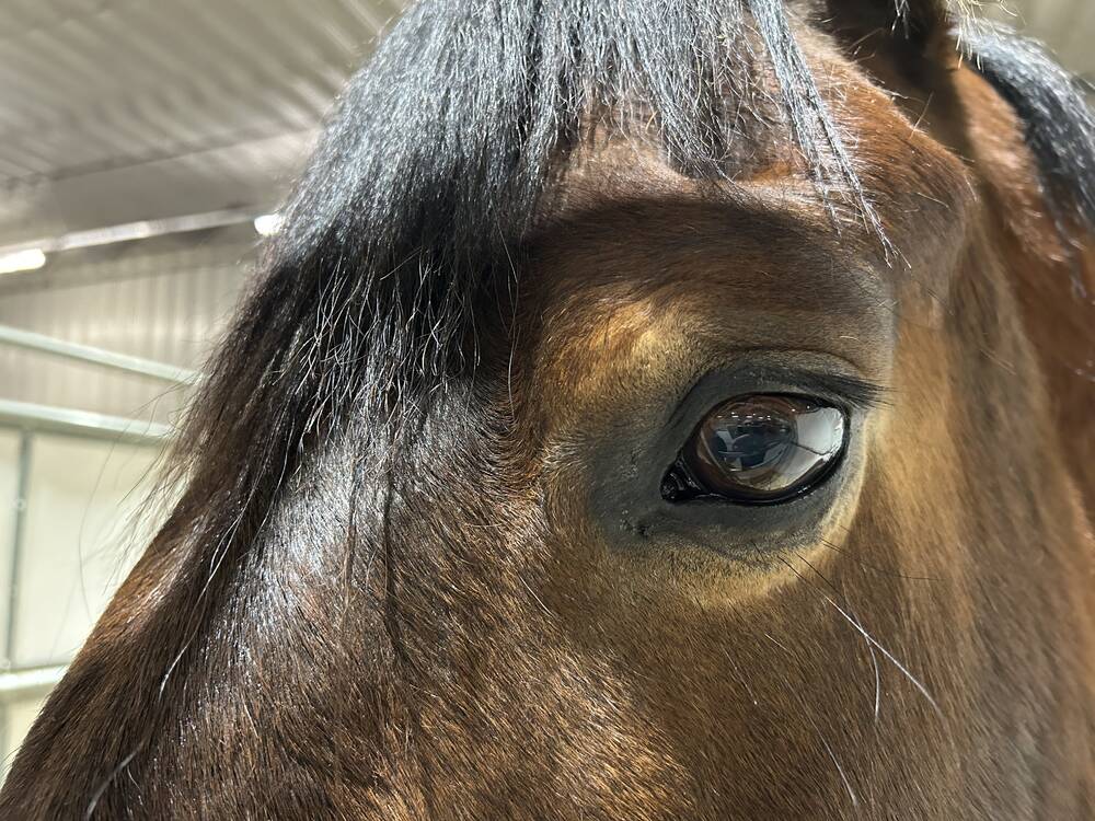 Head shaking in horses: How serious is it?