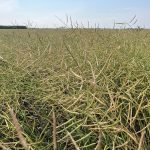 Ottawa charging ahead leaves canola in the dust