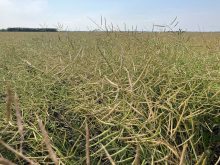 Ottawa charging ahead leaves canola in the dust