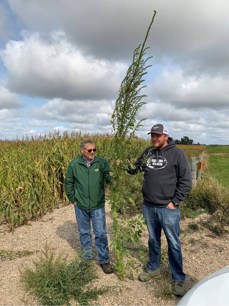 Bioherbicide to attack Palmer amaranth