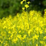 Canola blooming in a field in south-central Manitoba.