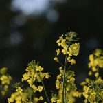 Canola blooming in Ontario