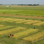 Good Prairie outlook for winter cereal seeding
