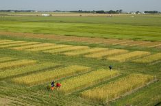 Good Prairie outlook for winter cereal seeding