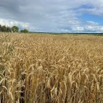 Plan your fall seeding: Winter cereal varieties go head to head