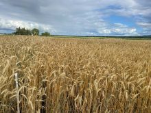 Plan your fall seeding: Winter cereal varieties go head to head