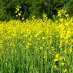 Canola blooms in summer in central Manitoba.