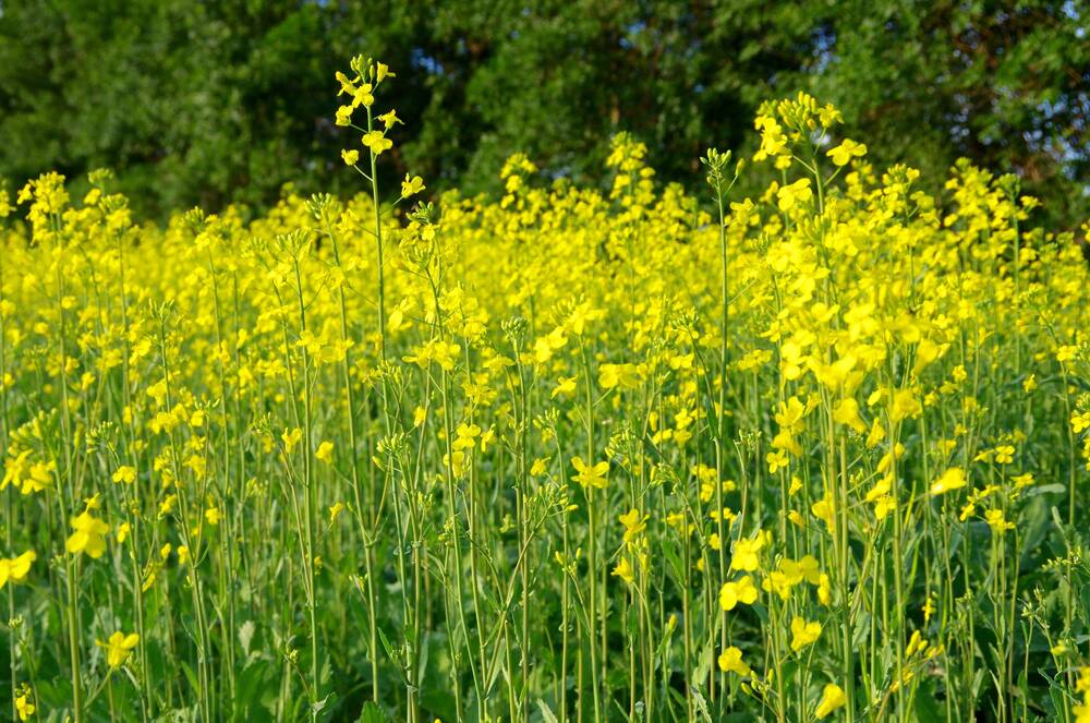 Canola blooms in summer in central Manitoba.