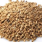 Saskatchewan canary seed exports surpass C$100 million in 2023