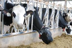 Are U.S. bird flu defences sufficient?