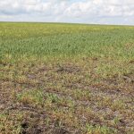 New website launched to fight pulse root rots