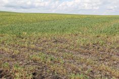 New website launched to fight pulse root rots