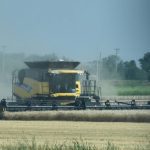 A cereal crop gets harvested near Oakville in August.