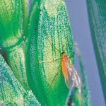Wheat midge adults are tiny orange-coloured flying insects that are typically observed at dusk under calm conditions.