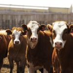 (Canada Beef Inc. photo)

